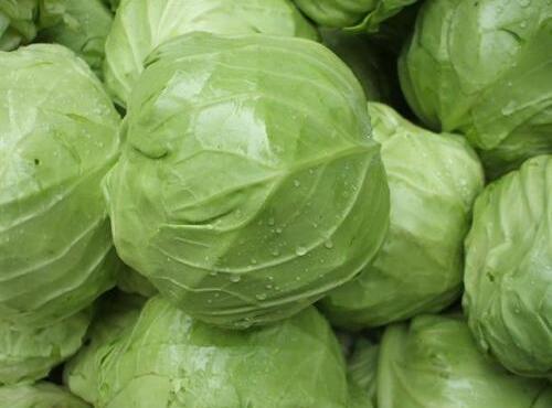 蔬菜品種：包菜/卷心菜