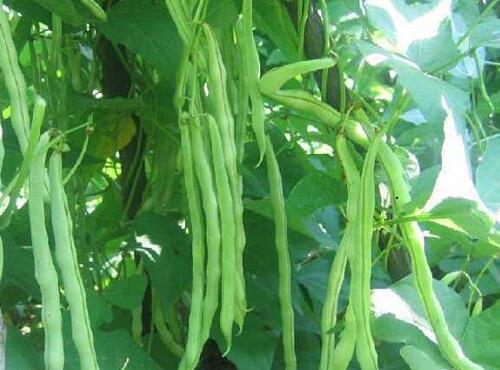蔬菜品種:四季豆
