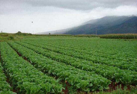 惠州市永湖鎮(zhèn)蔬菜種植基地