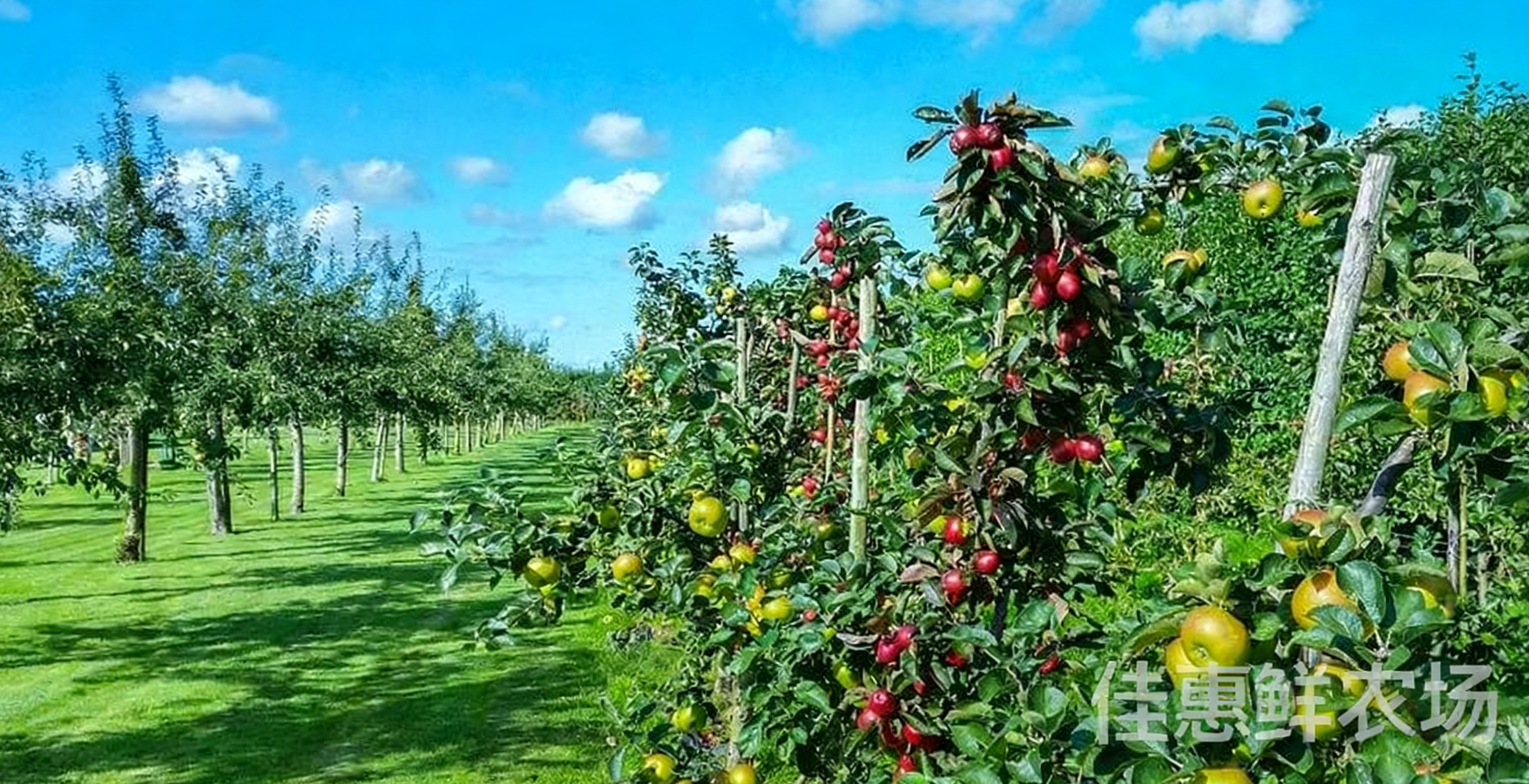 送菜公司?與您探討老年人秋季養生應該吃哪些水果？