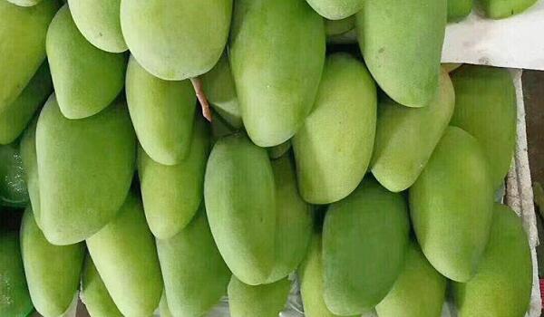 1760176684.jpg tupian_mangguo5.jpg