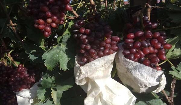 1760177320.jpg tupian_putao3.jpg