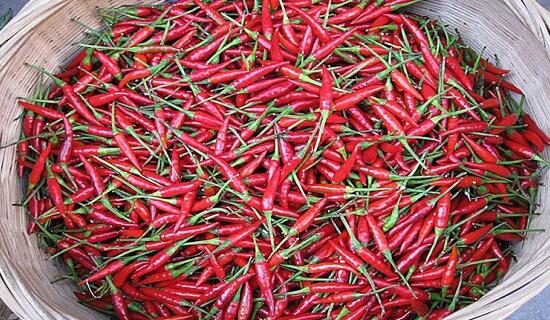 1760260093.jpg tupian_lajiao4.jpg