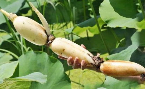 1766060667349695.png 0a5da1e2-434d-420d-b222-8cc8b6c0384b.png